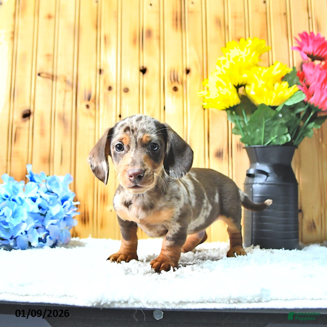 Miniature Dachshund dogs for sale: Sparky - Ad 2