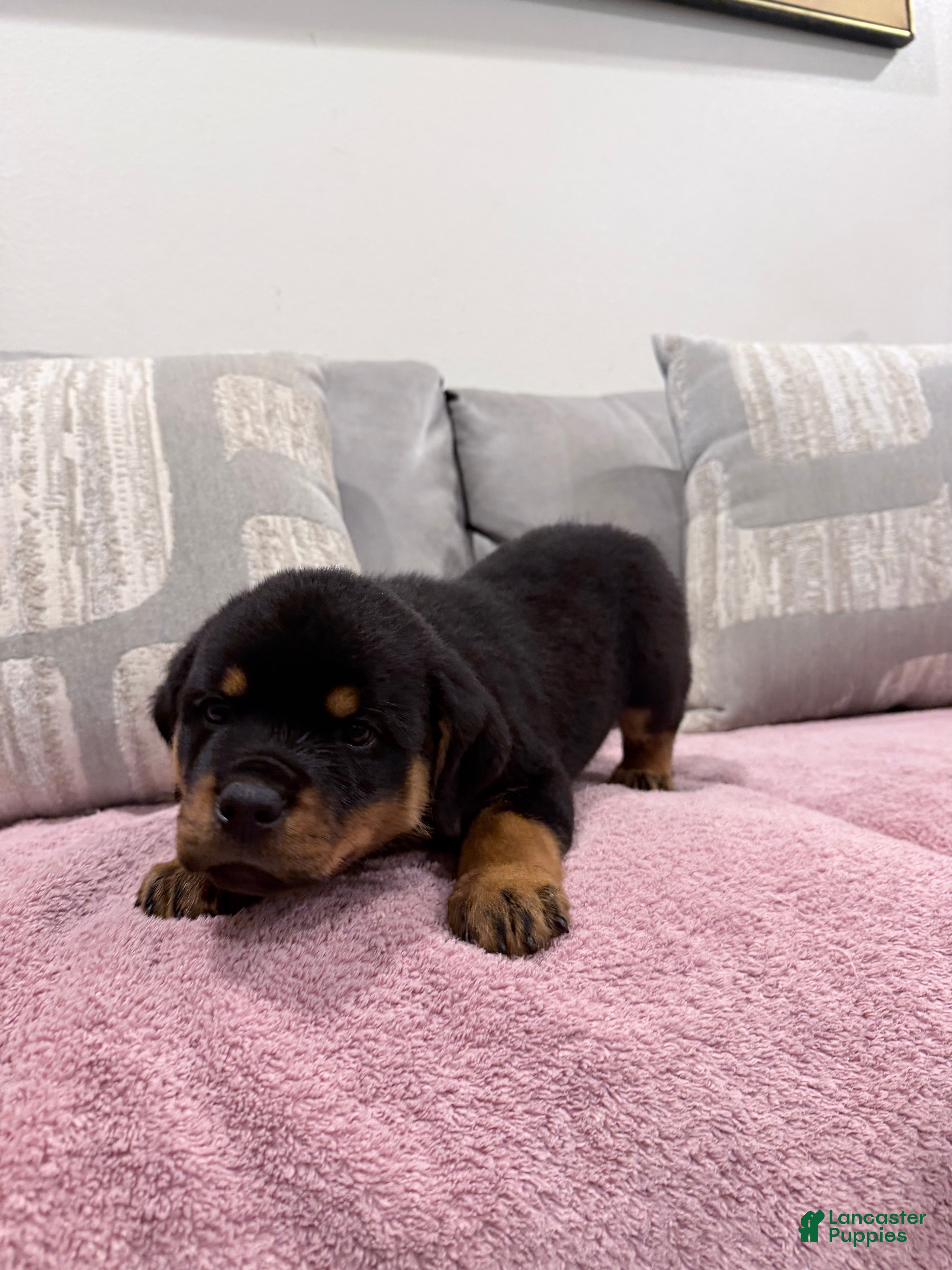 Rottweiler dogs Rottweiler Puppy 1 - Ad 2