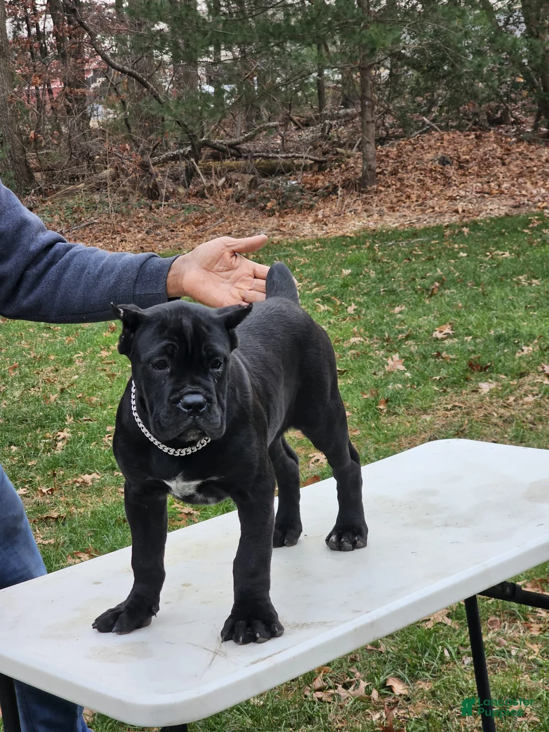 Cane Corso dogs for sale: QUEENIE - Ad 19