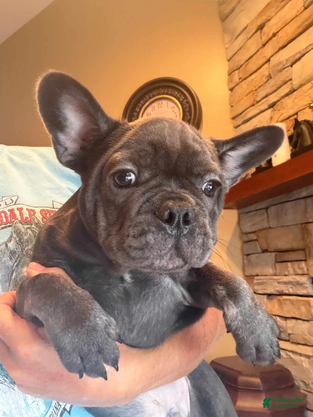 French Bulldog dogs for sale: Kenzi - Ad 1