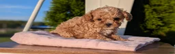 Cavapoo dogs for sale: Shiloh - Ad 8