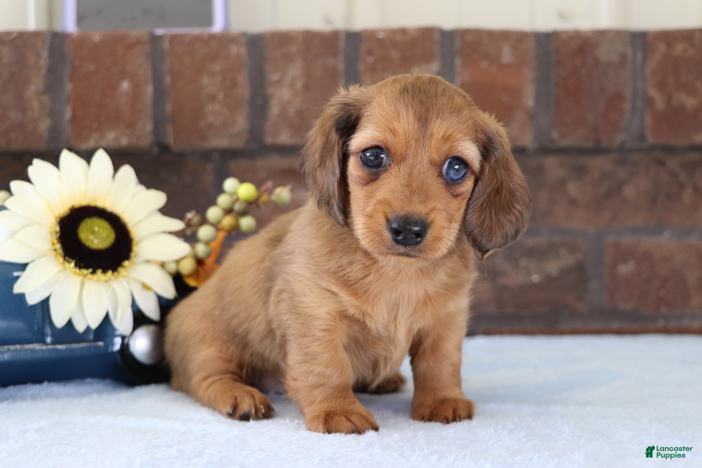 Dachshund dogs Sammy - Ad 1