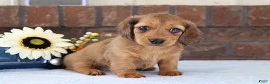 Sammy