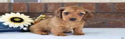 Dachshund dogs for sale: Sammy - Ad 1