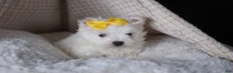 Maltese dogs for sale: ALEX - Ad 16