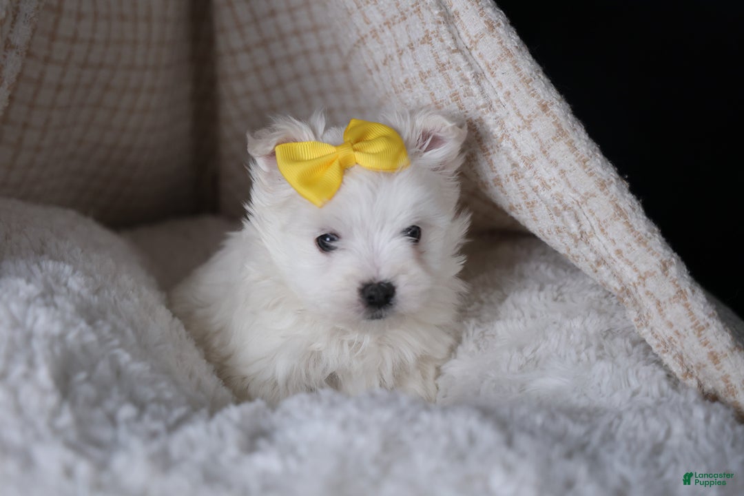 Maltese dogs for sale: ALEX - Ad 16