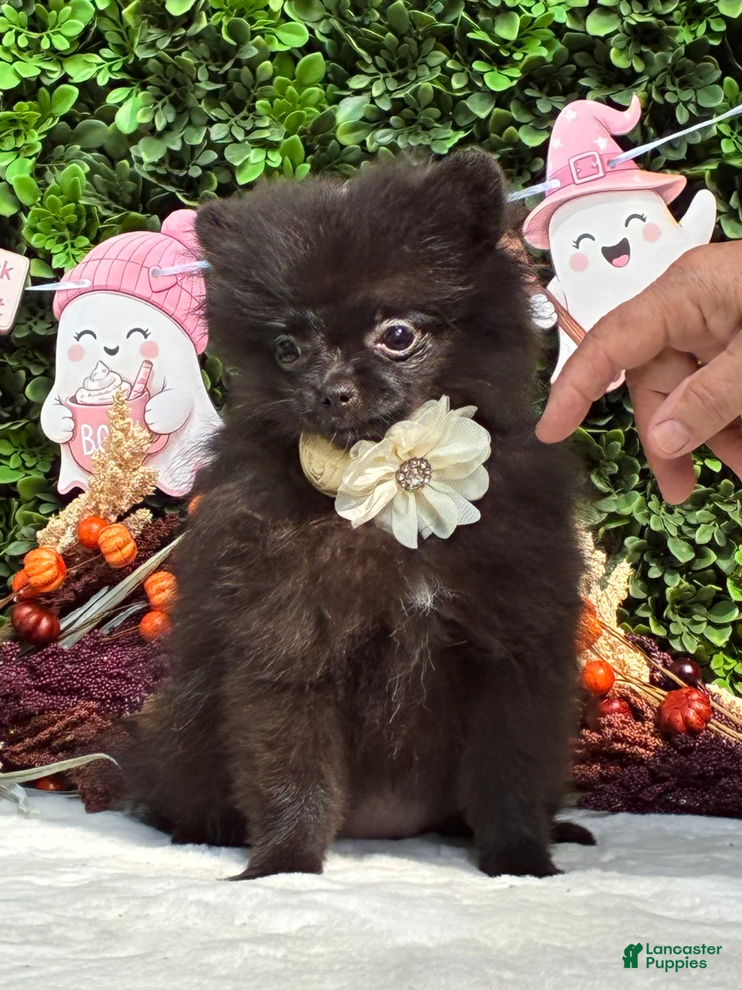 Pomeranian dogs for sale: Pomeranian 1 PENELOPE BLACK and SILVER - Ad 2
