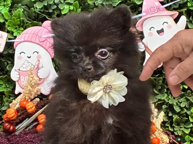 Pomeranian dogs for sale: Pomeranian 1 PENELOPE BLACK and SILVER - Ad 2