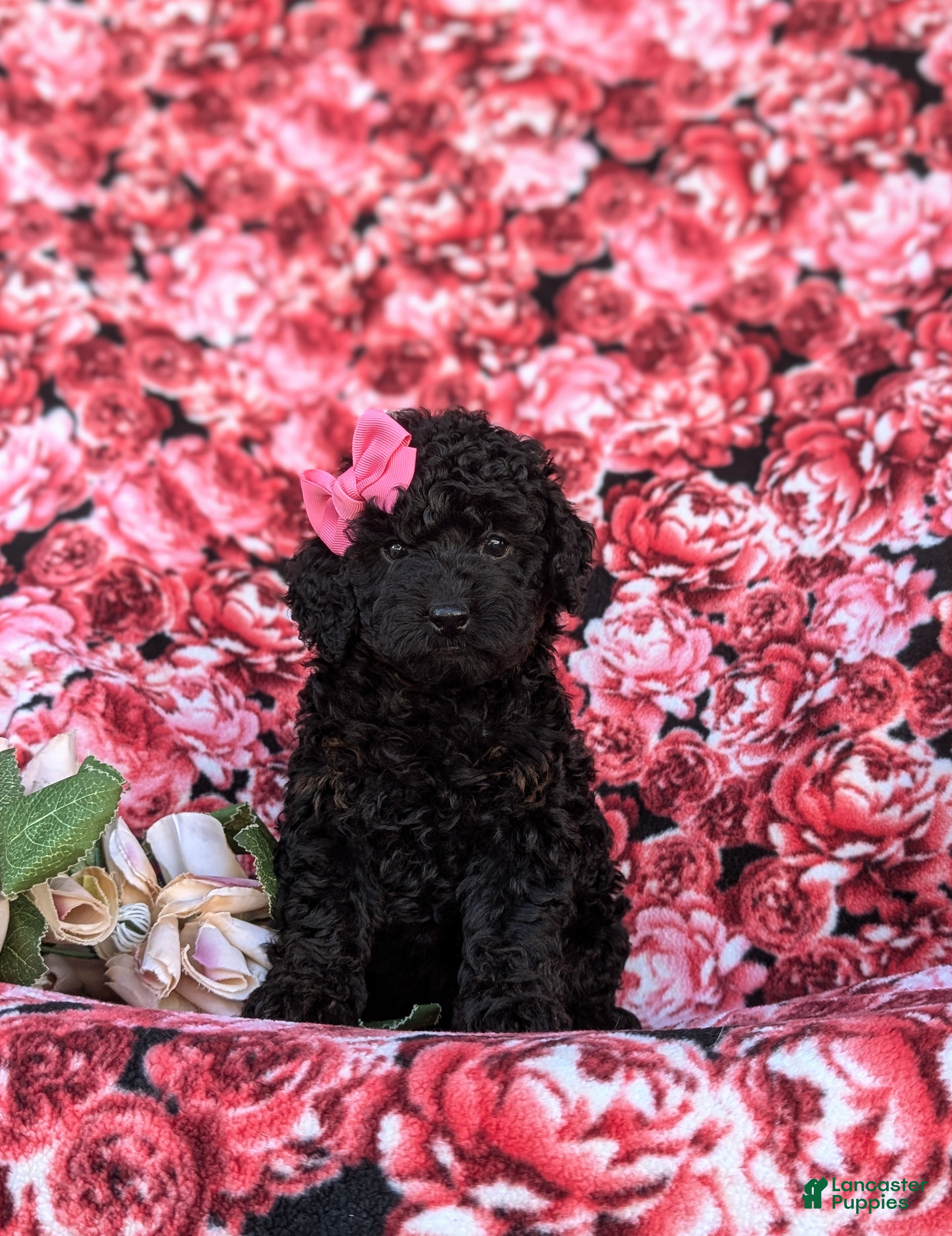 Cockapoo dogs Juliana Hypoallergenic - Ad 2