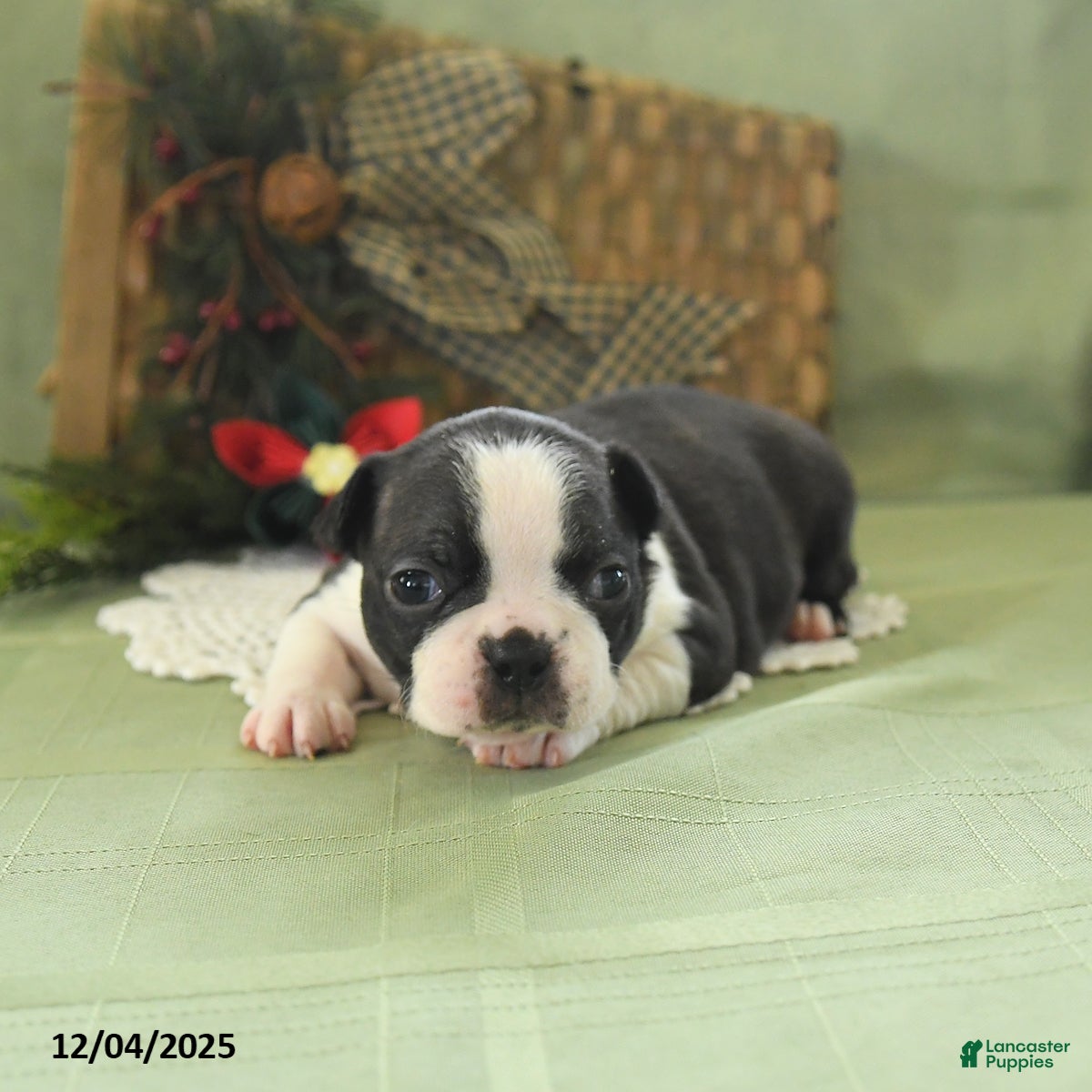 Boston Terrier dogs Holly - Ad 42