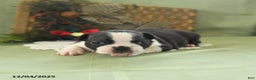 Boston Terrier dogs for sale: Holly - Ad 1