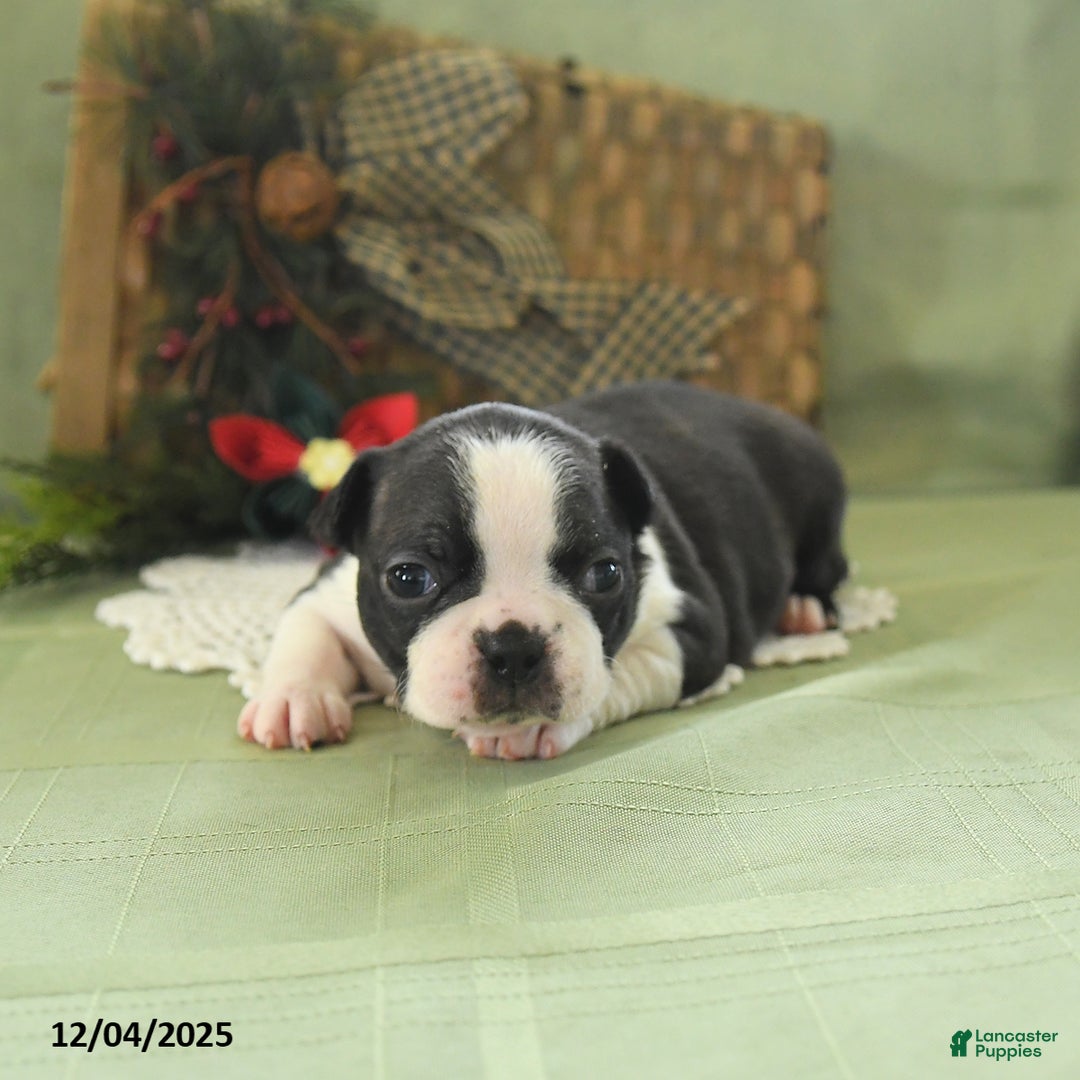 Boston Terrier dogs for sale: Holly - Ad 1