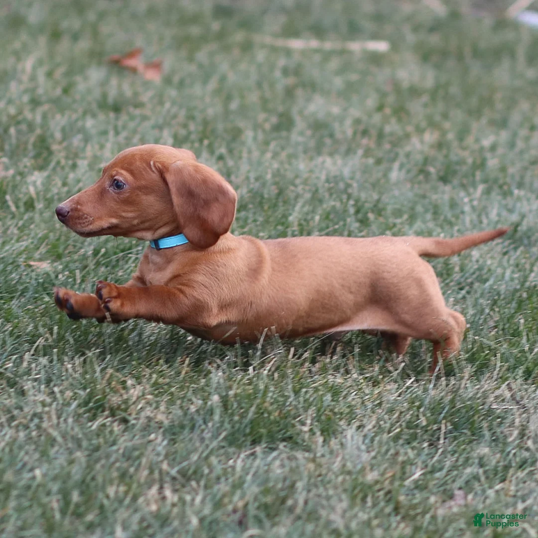 Dachshund dogs for sale: Harry - Ad 3