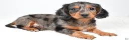 Dachshund dogs for sale: Sammy - Ad 9
