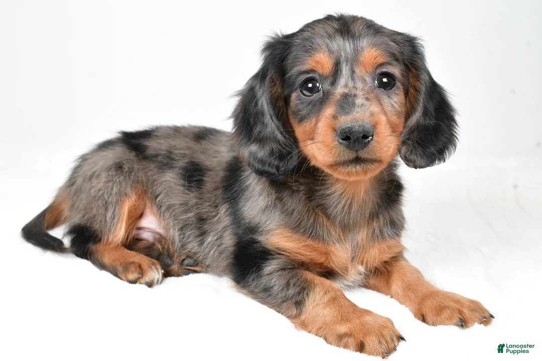 Dachshund dogs for sale: Sammy - Ad 9