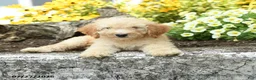 Mini Goldendoodle dogs for sale: Trisha - Ad 3