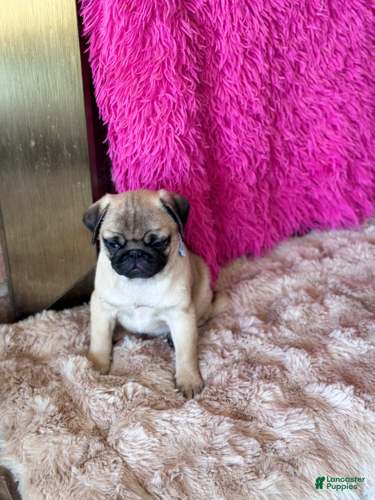 Pug dogs Pug 1 - Ad 8