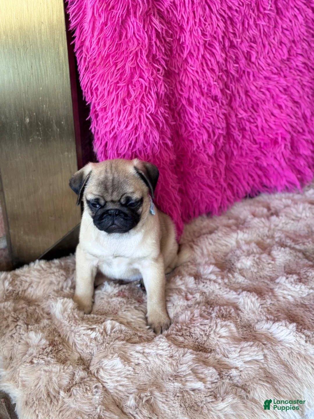 Pug dogs for sale: Pug 1 - Ad 1
