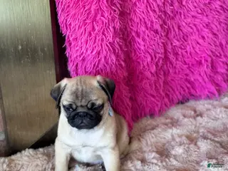 Pug dogs Pug 1 - Ad 8