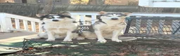 Mixed Breed dogs for sale: Sasha - Ad 3