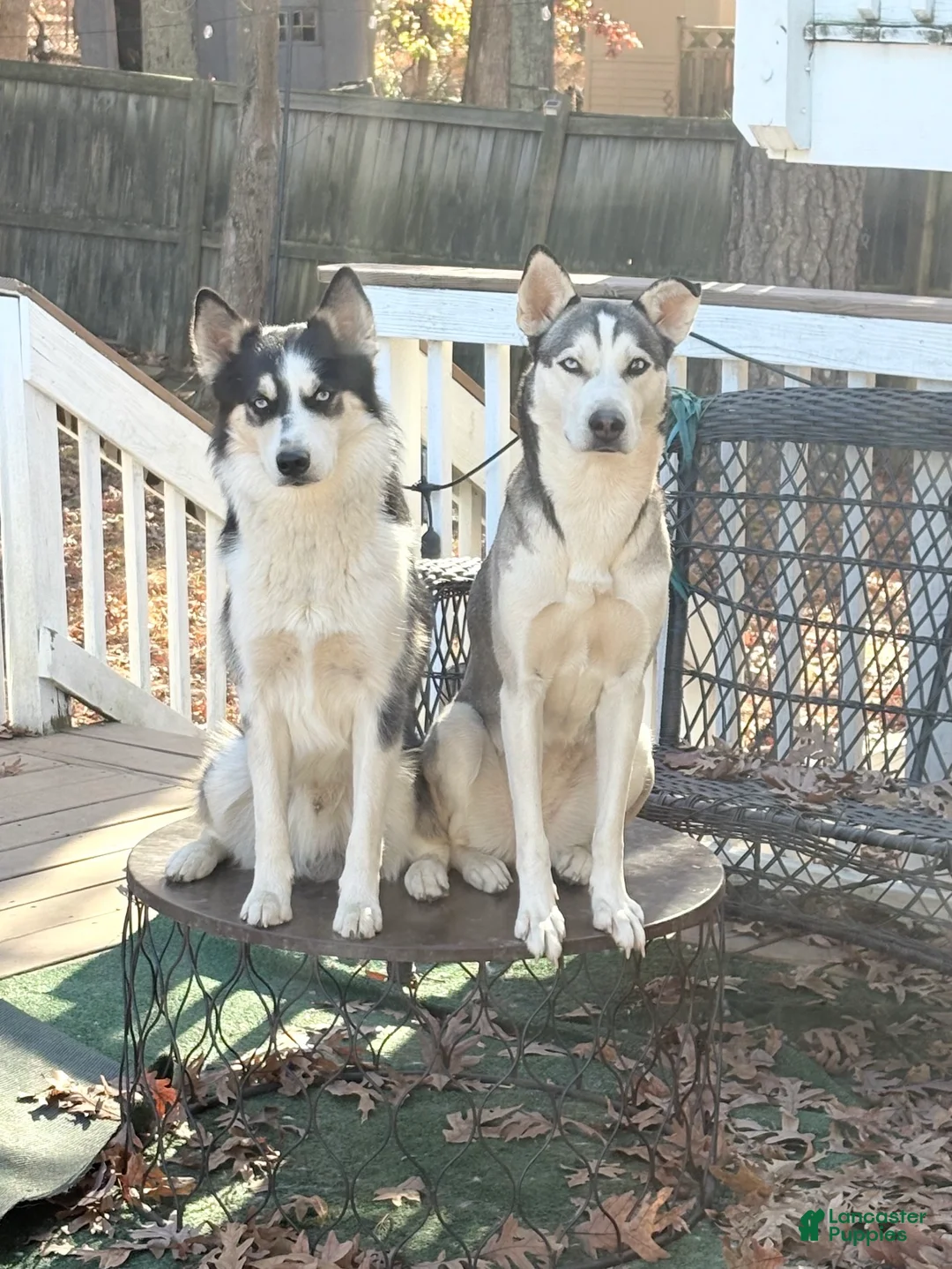 Mixed Breed dogs for sale: Sasha - Ad 3