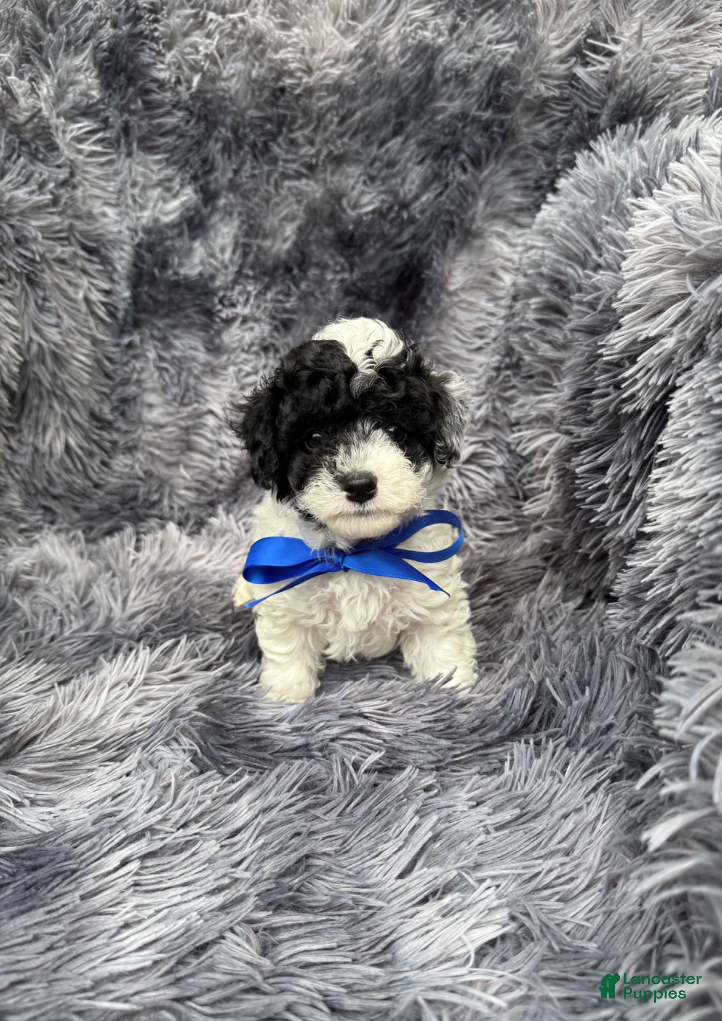 Toy Poodle dogs Toy Poodle 1 - Ad 1