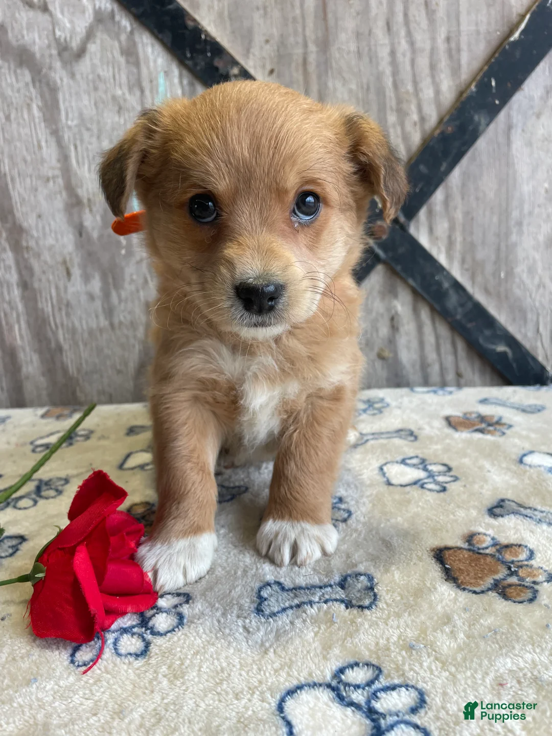 Corgipoo dogs for sale: Lady - Ad 4