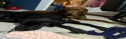 Labrador Retriever dogs for sale: Miles - Ad 6