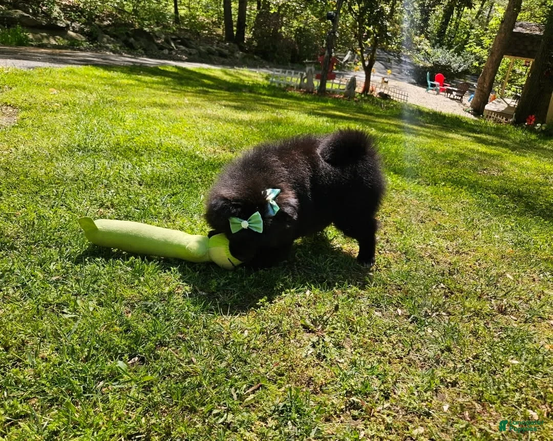 Pomeranian dogs for sale: Pomeranian Female 1 - Ad 2