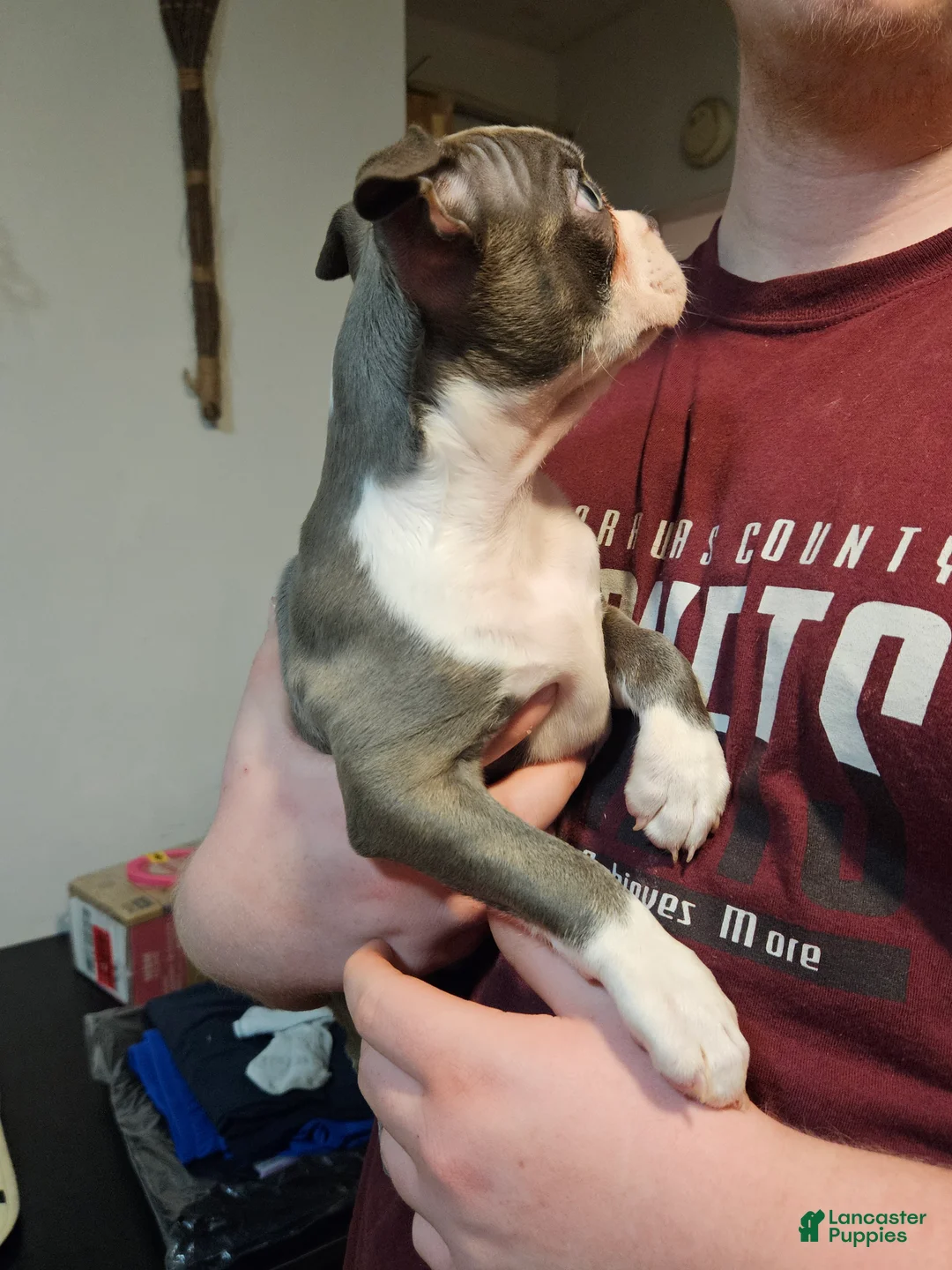 Boston Terrier dogs for sale: Boston Terrier Puppy 1 - Ad 2