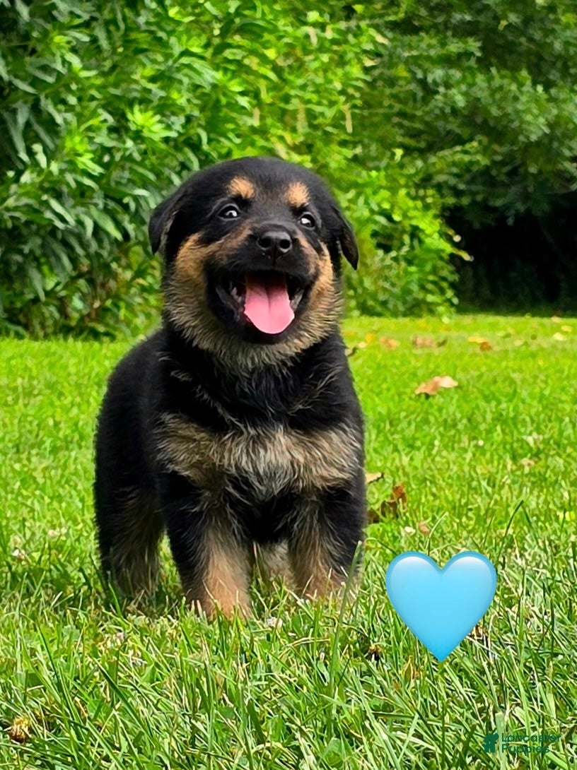 Mixed Breed dogs Biscuit - Ad 11