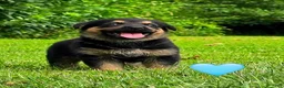 Mixed Breed dogs for sale: Biscuit - Ad 1