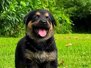 Mixed Breed dogs Biscuit - Ad 11