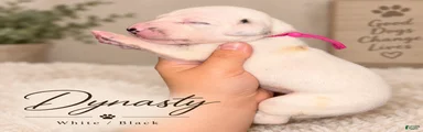 Dalmatian 7