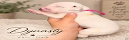 Dalmatian dogs for sale: Dalmatian 7 - Ad 1
