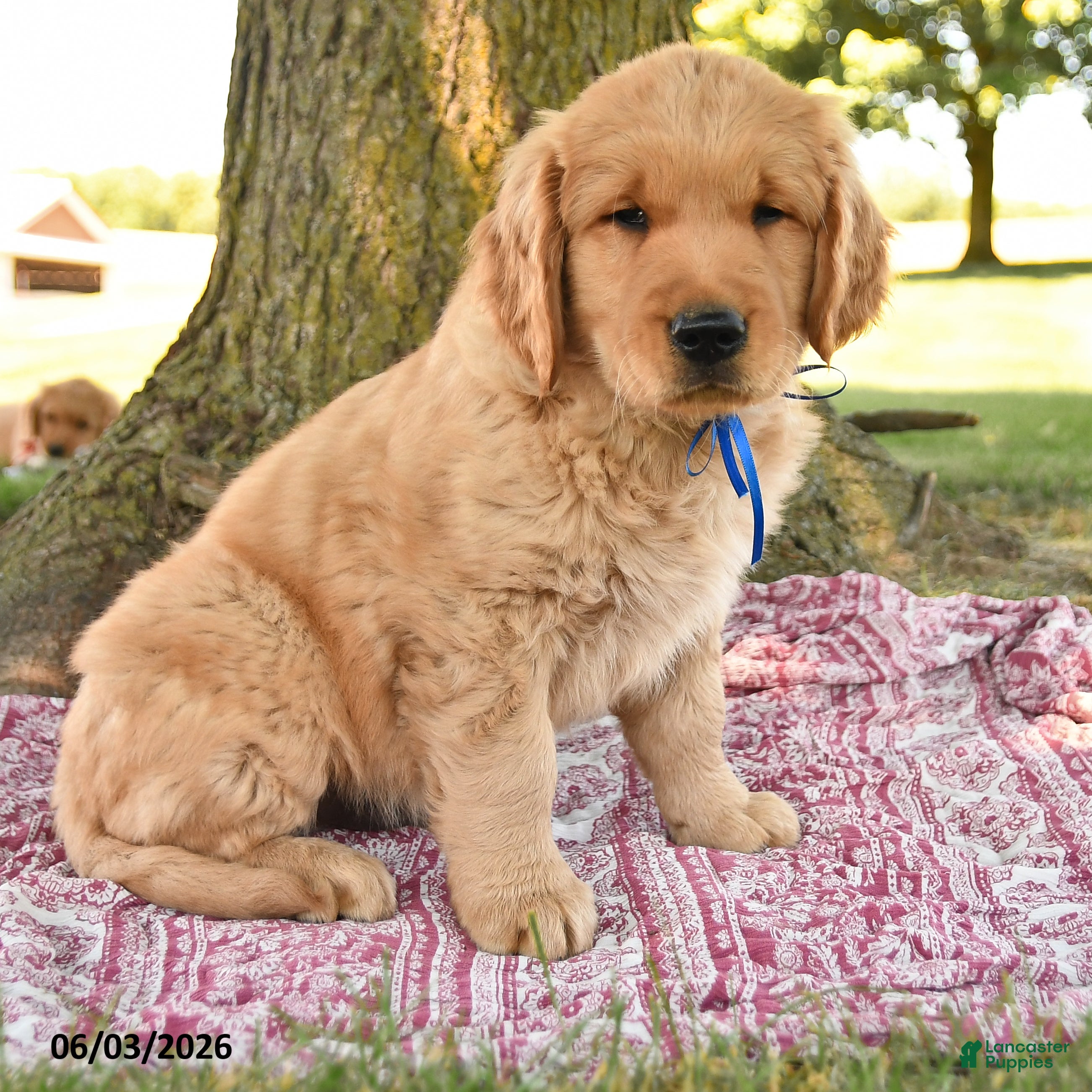 Golden Retriever dogs for sale: King Blue - Ad 3
