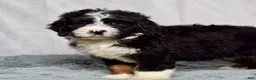 Bernedoodle dogs for sale: Wyatt - Ad 6