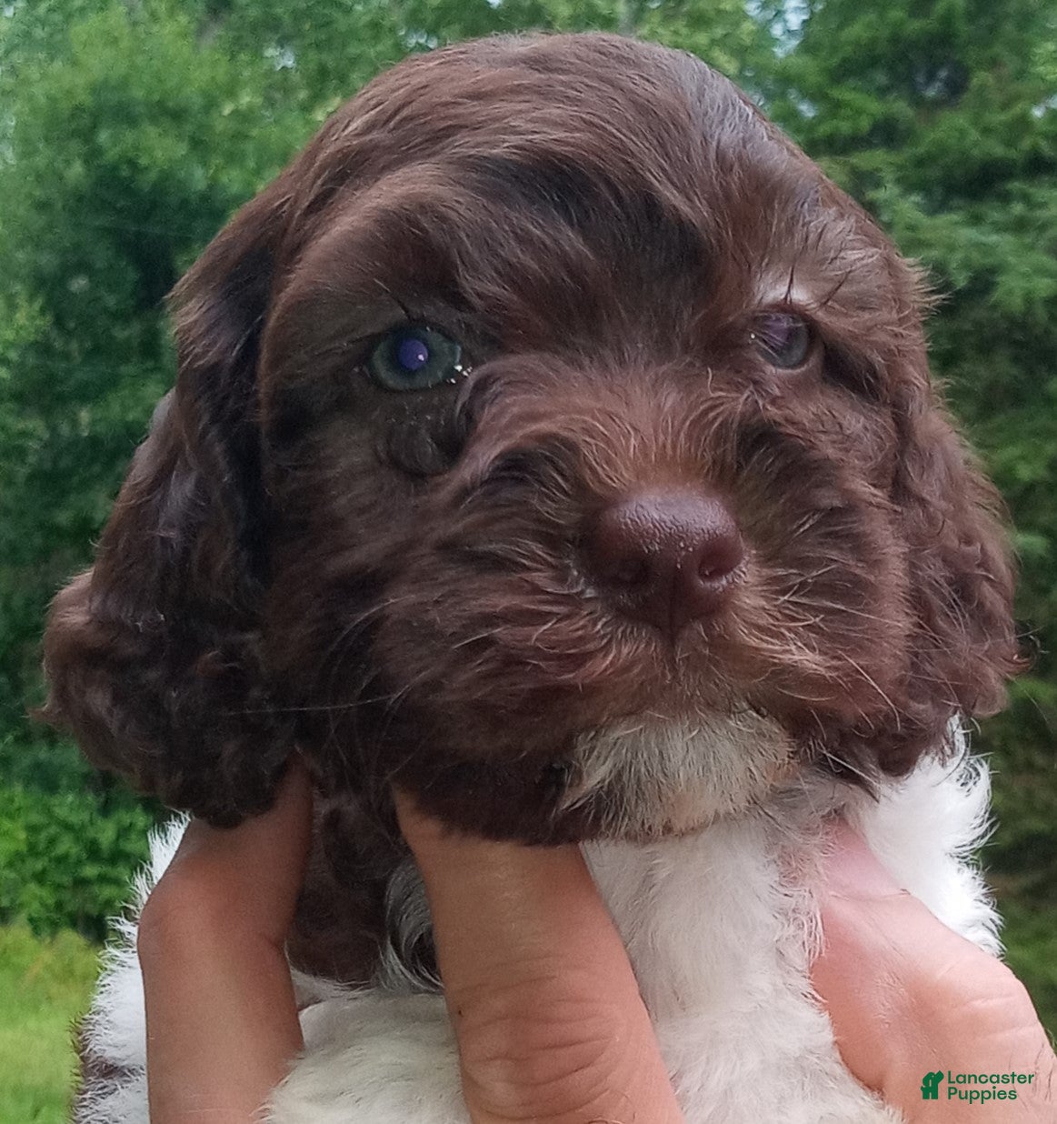 Cockapoo dogs "Rakia"  Cock-a-Doodle-Do Female Elizabeth, IN / Louisville, KY - Ad 12