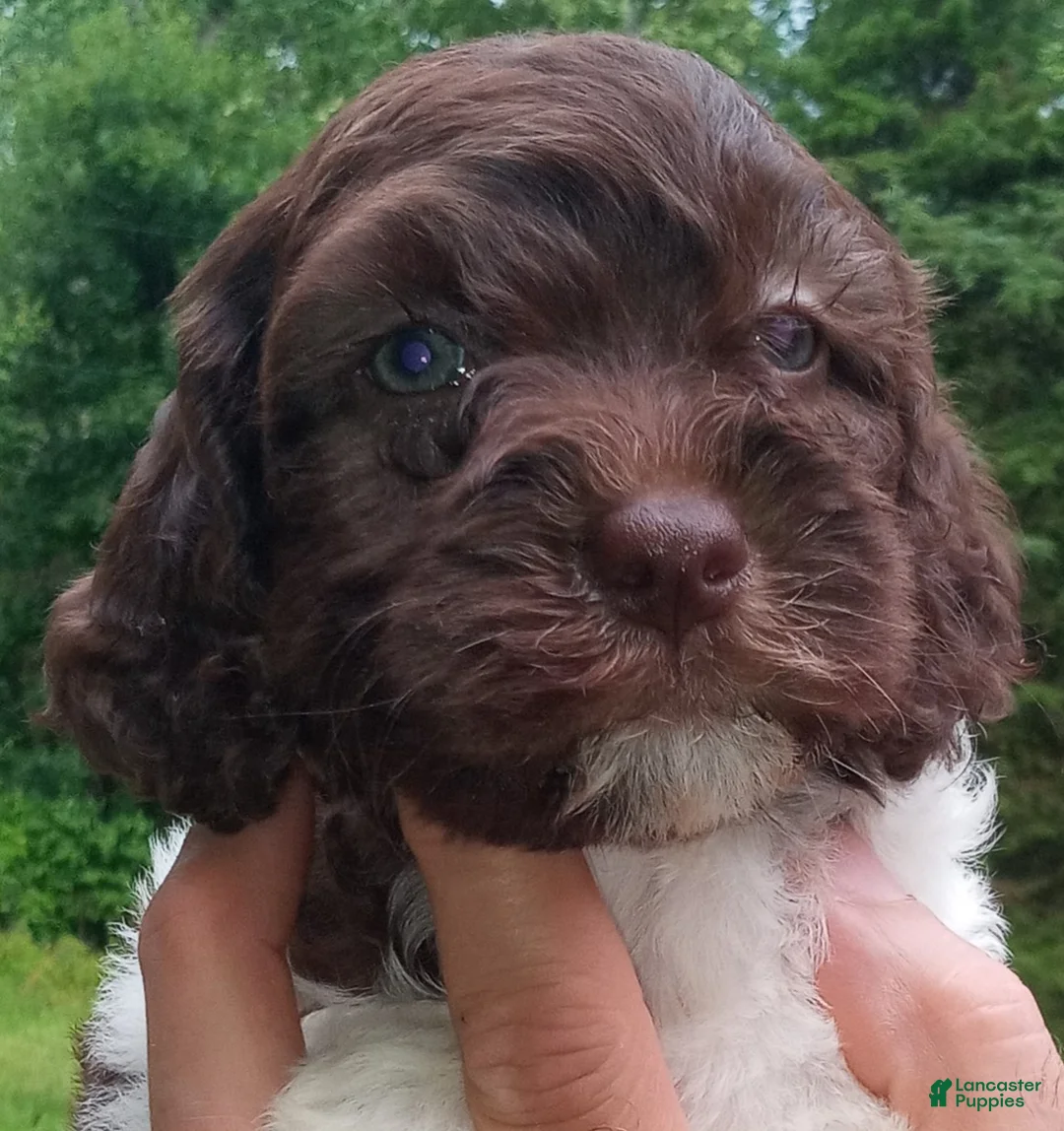 Cockapoo dogs for sale: "Rakia"  Cock-a-Doodle-Do Female Elizabeth, IN / Louisville, KY - Ad 1