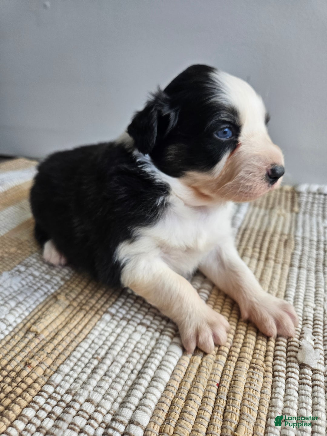 Australian Shepherd dogs for sale: Cash - Ad 5