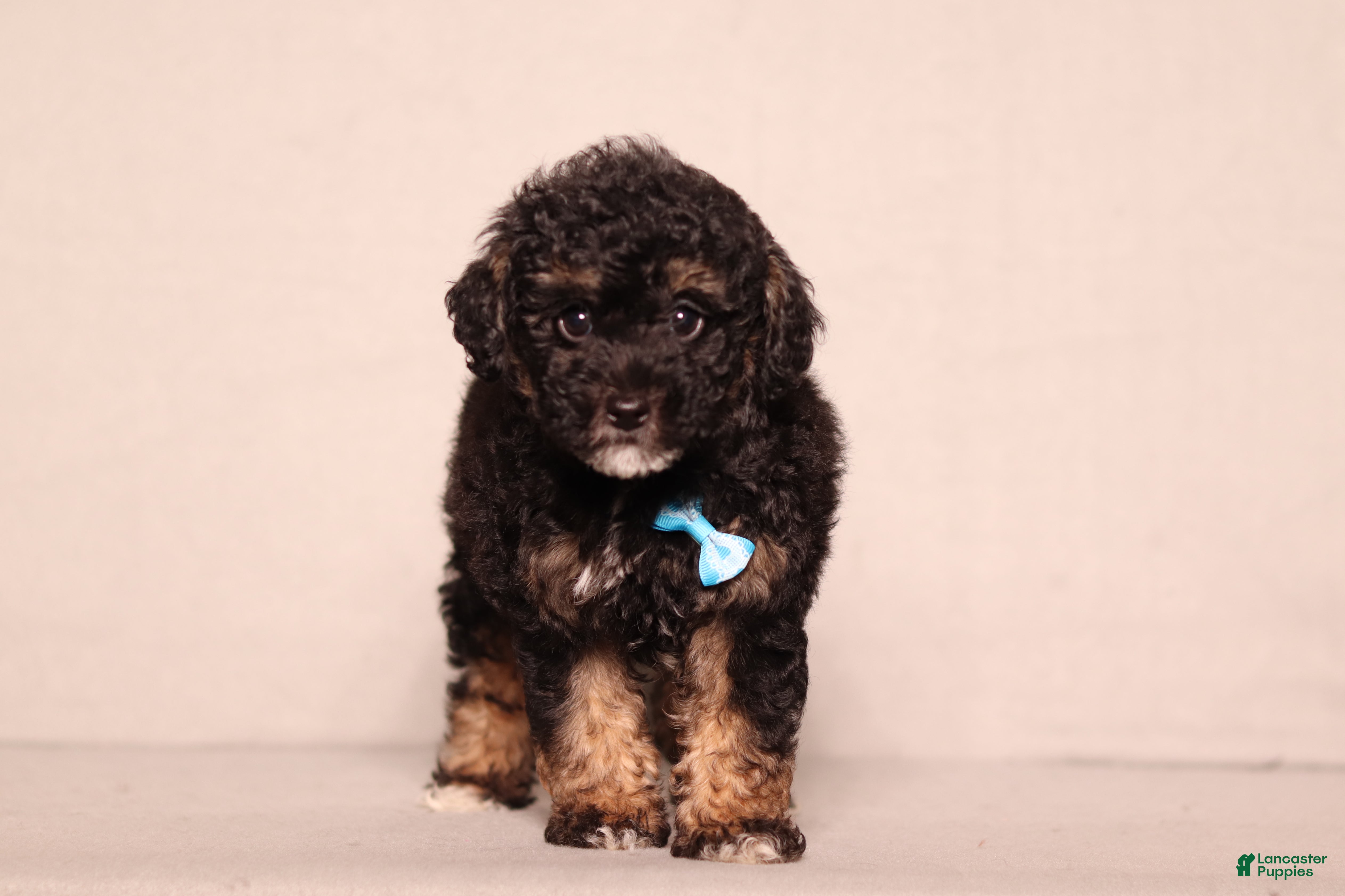 Miniature Poodle dogs Axcel - Ad 1
