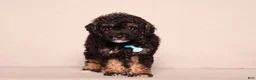 Miniature Poodle dogs for sale: Axcel - Ad 1