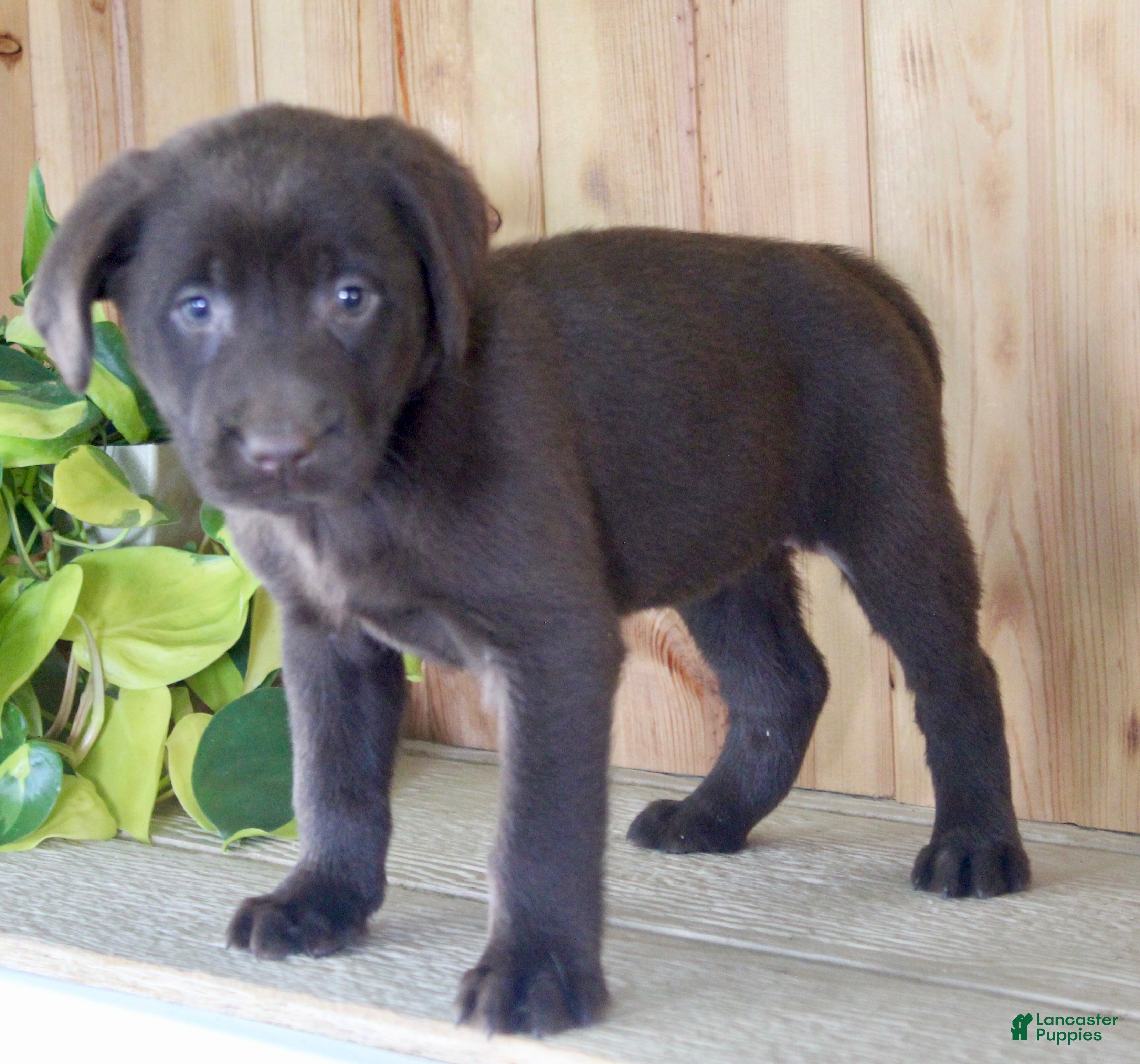 Labrador Retriever dogs Tulip - Ad 1