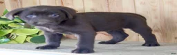 Labrador Retriever dogs for sale: Tulip - Ad 5