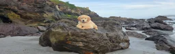 Golden Retriever dogs for sale: Golden Retriever Puppy 1 - Ad 1