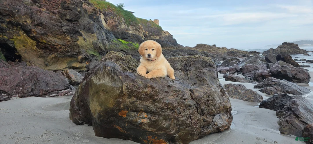 Golden Retriever dogs for sale: Golden Retriever Puppy 1 - Ad 1