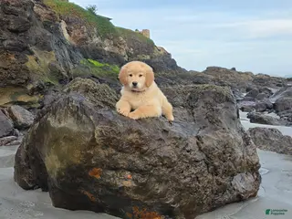 Golden Retriever dogs Golden Retriever Puppy 1 - Ad 8