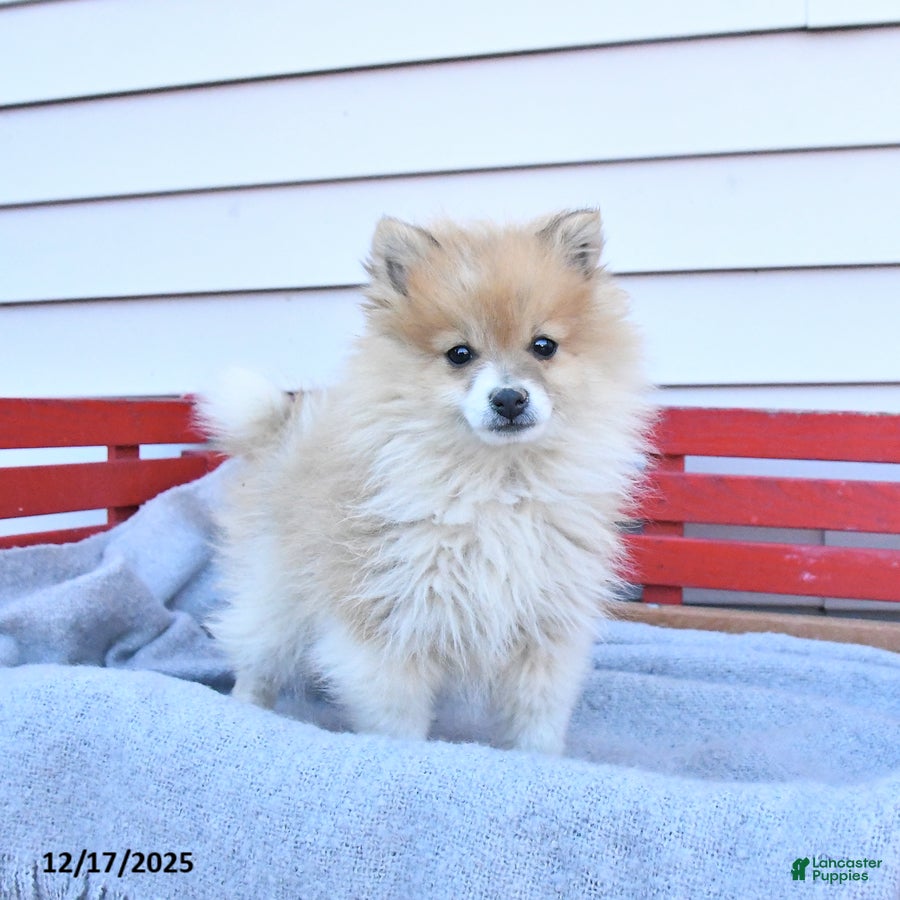 Pomeranian dogs Trixy - Ad 5