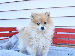 Pomeranian dogs Trixy - Ad 5