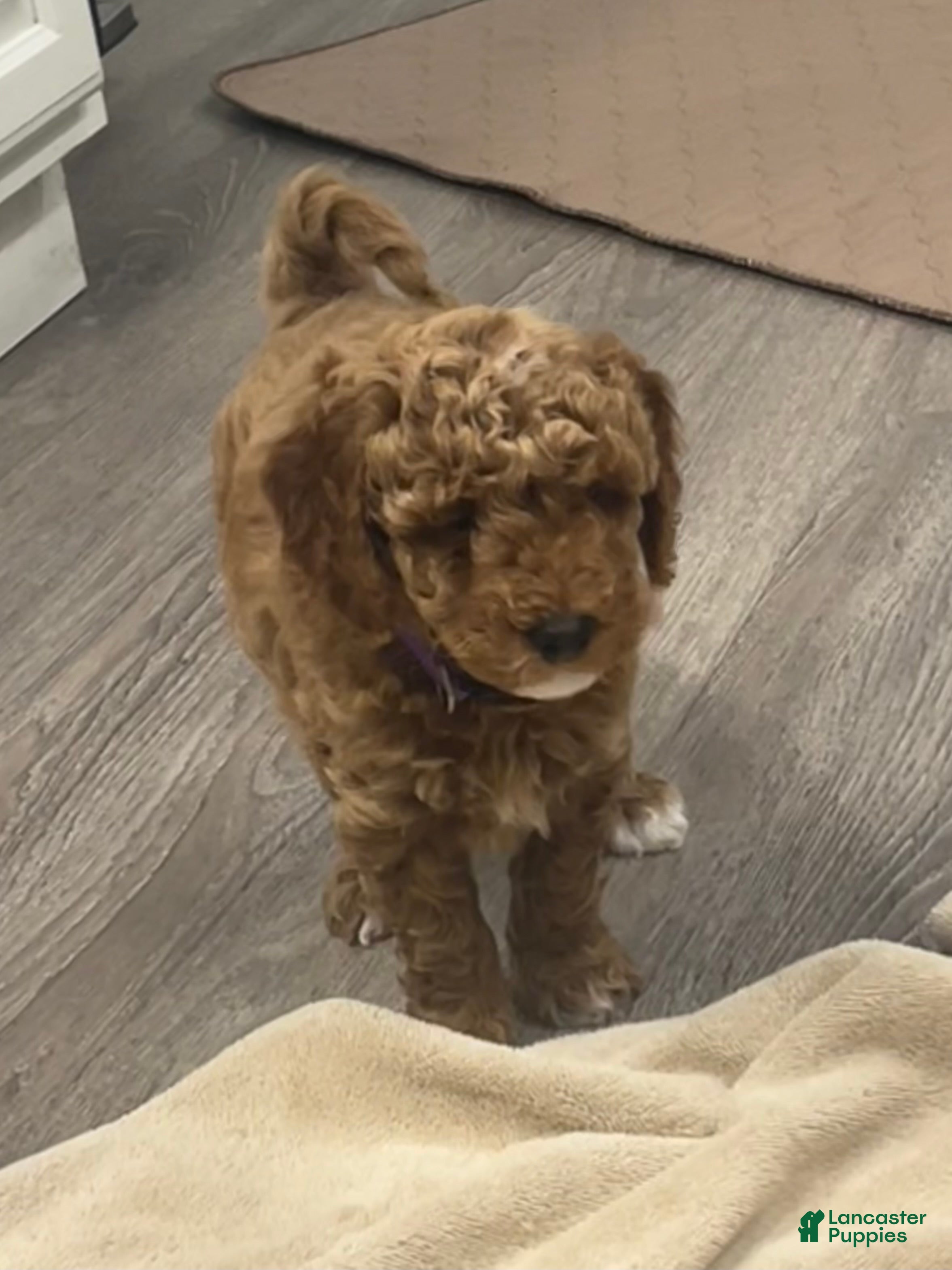 Mini Goldendoodle dogs Nylah - Ad 1